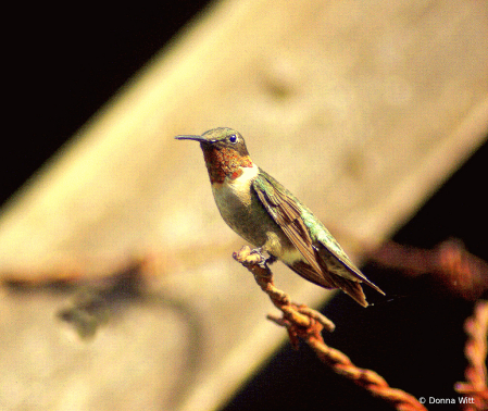 RUBY-THROATED HUMMINGBIRD