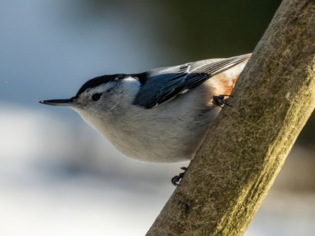 White Breasted Nuthatch