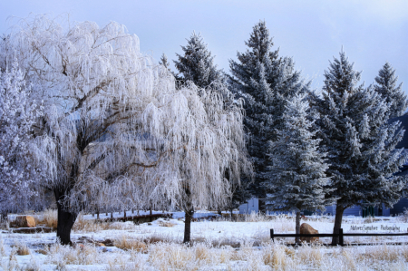 ~ Winter Trees ~
