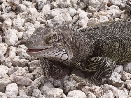 Happy Iguana