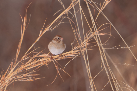 Little Field Sparrow