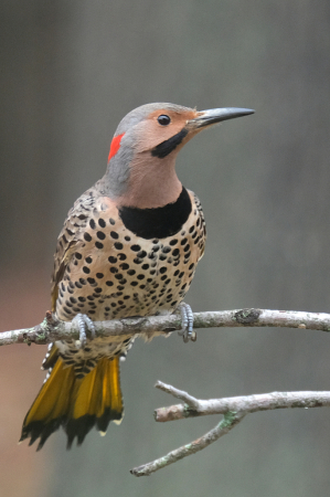 Northern Flicker