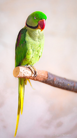 Alexandrine Parakeet