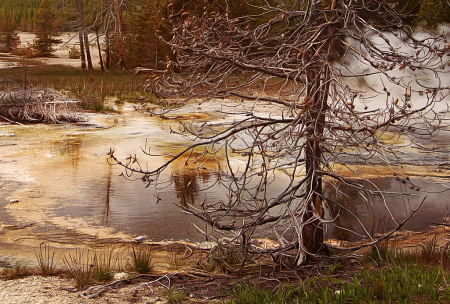 Norris Geyser Basin