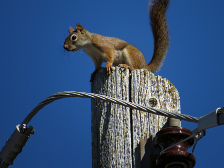 Standing Guard