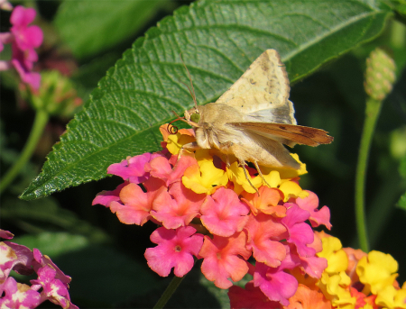 Moth on Lantana