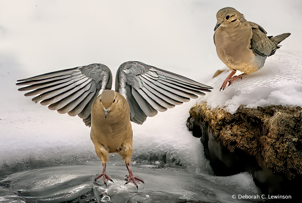 Doves on Ice
