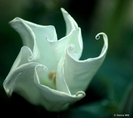 MOON PLANT