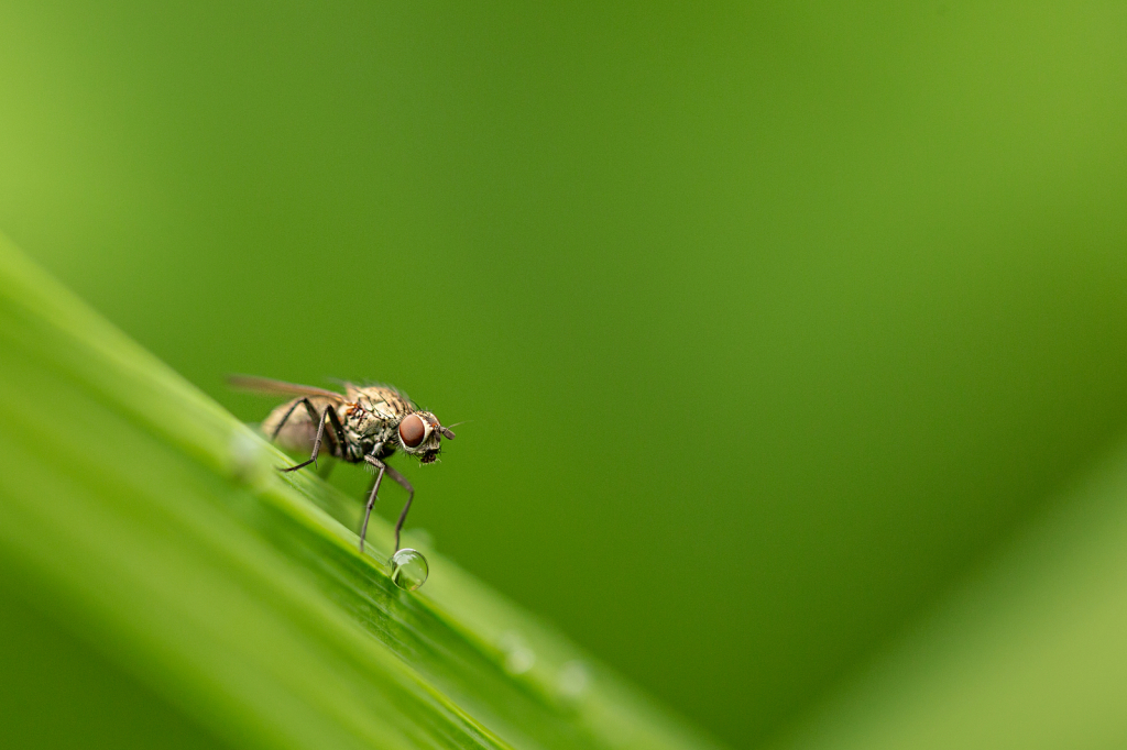 Fly on a Leaf