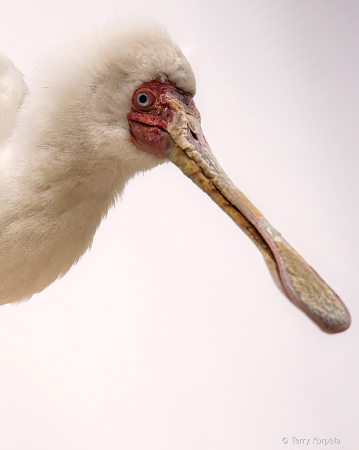 Spoonbill