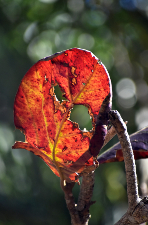 A LEAF WITH HOLES