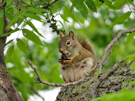 Up High in the Tree