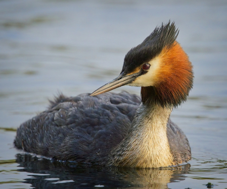 Crested grebe