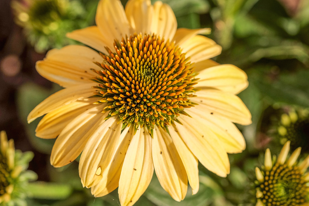 Cornflower in summer