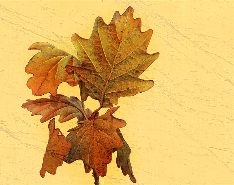 Oak Leaves