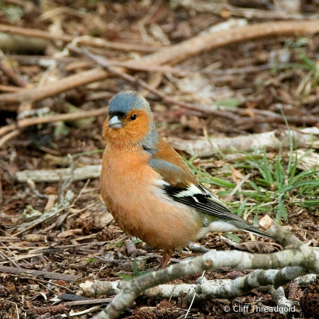 Chaffinch #3