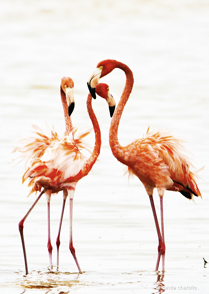 Flamingos In the Wind