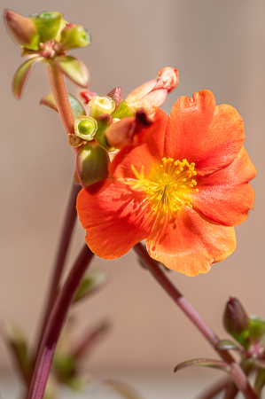 Summer bloom and buds