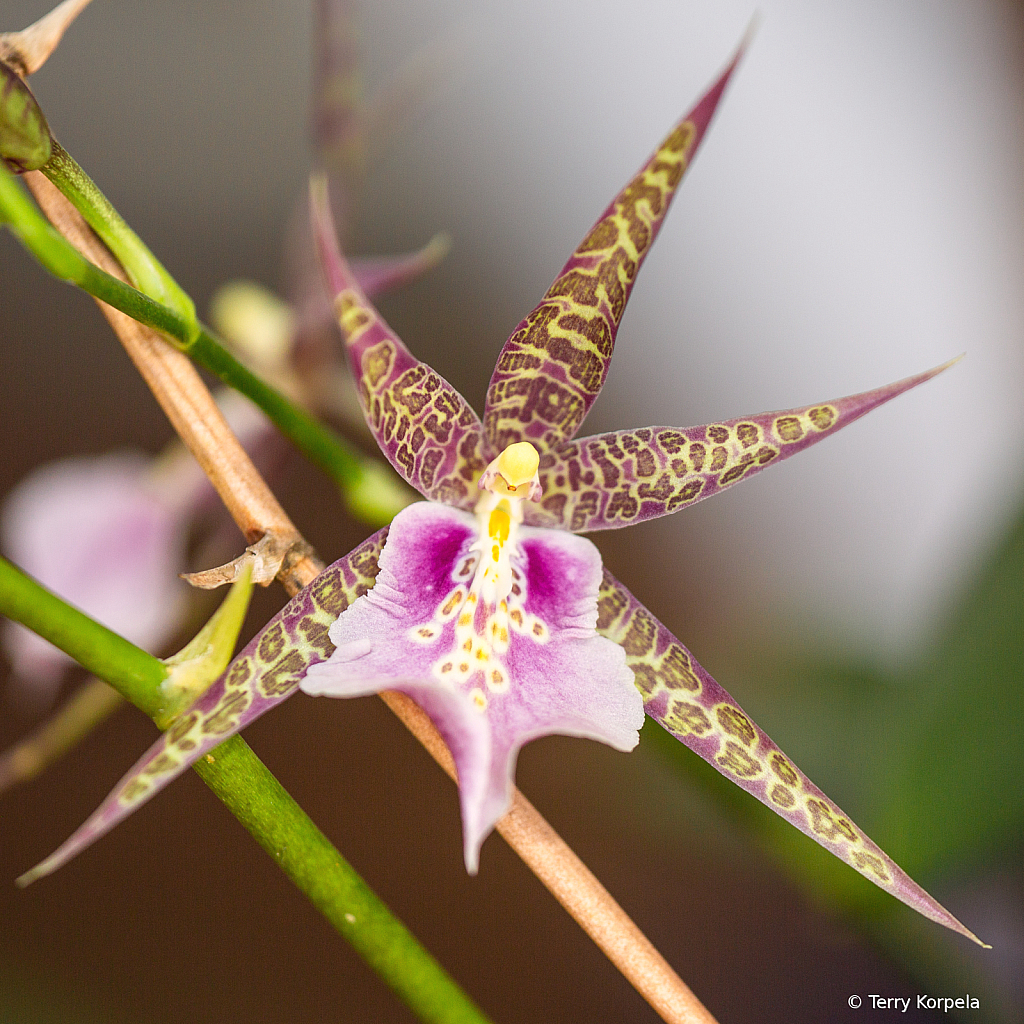 State Botanical Garden of Georgia - ID: 16098164 © Terry Korpela