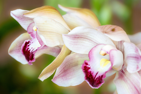 Yellow Orchids