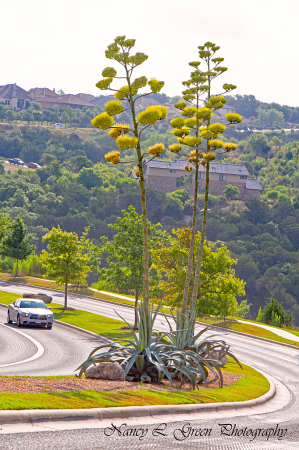 Three Agave Plants