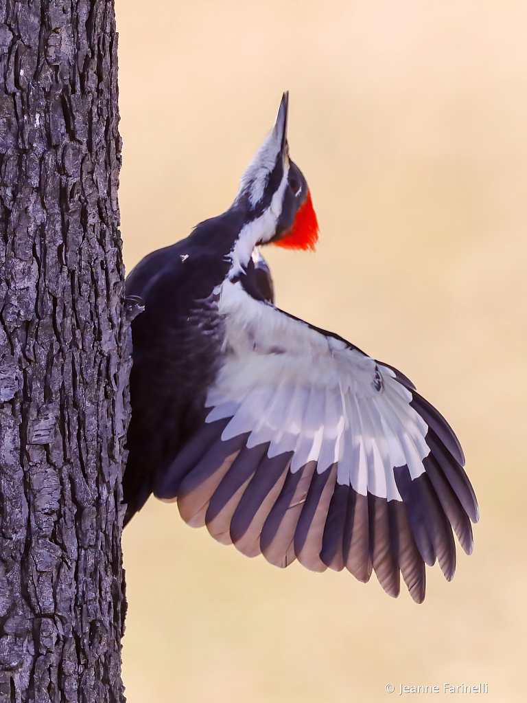 "Pileated Pilot"