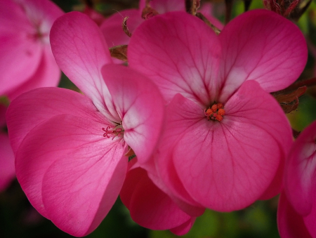 Geranium