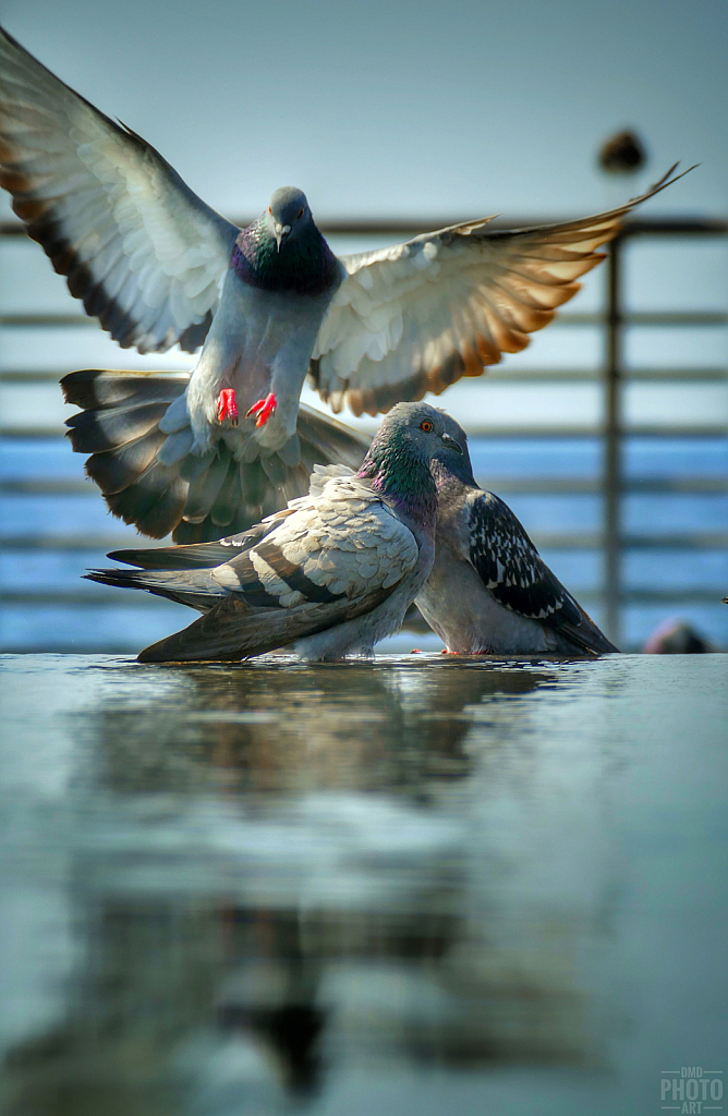 ~ ~ COMING IN FOR A LANDING ~ ~ 