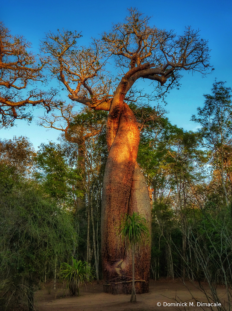 ~ ~ TWISTED BAOBAB ~ ~ 