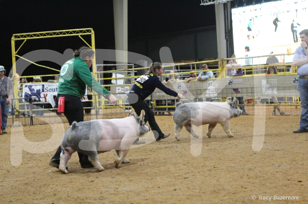 swine8627