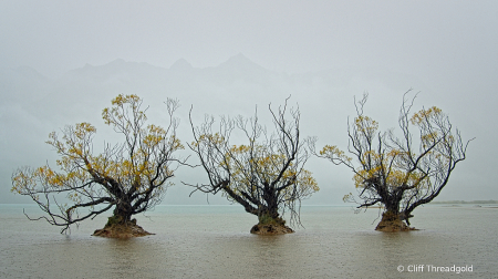 Glenorchy Willows