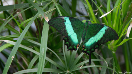 Paris Peacock Swallowtail