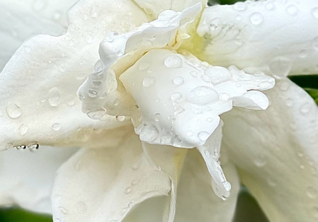 Rain Drops Gardenia