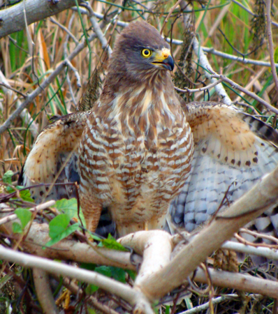 YOUNG EAGLE