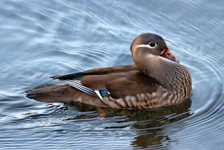 Lady Duck