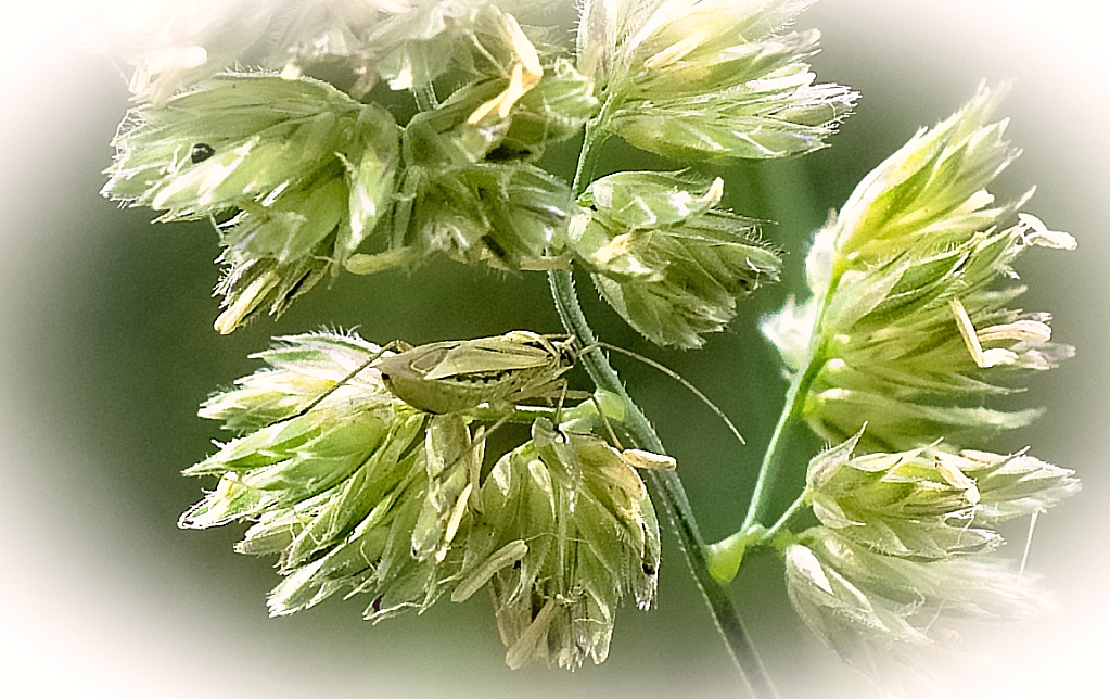 Grasshopper in camouflage