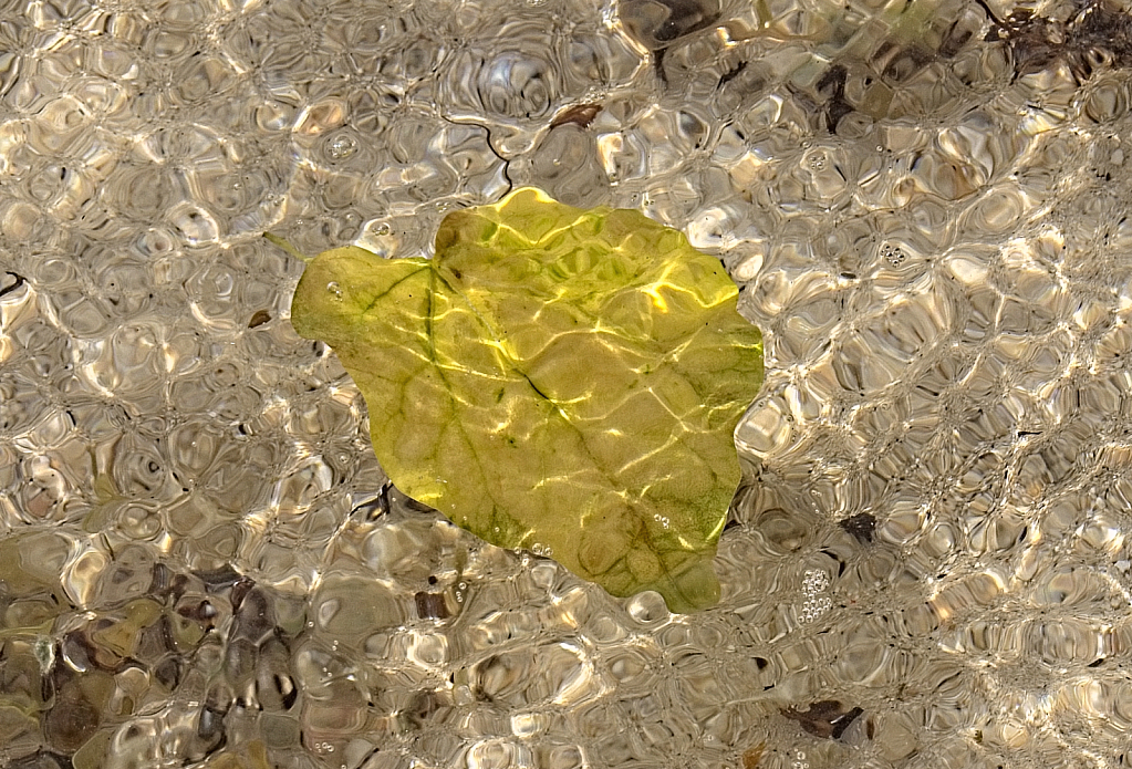 Leafy ripples