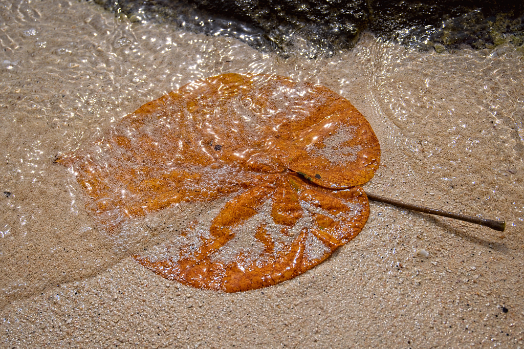 Sandy Golden Leaf