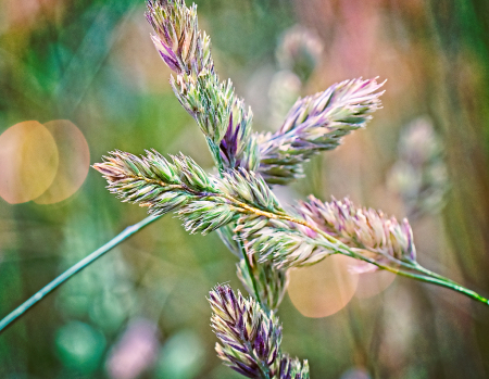 Purple Grasses