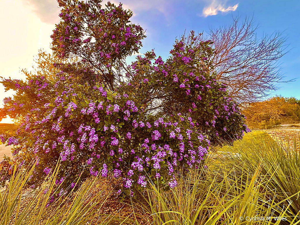 Flowering Tree 