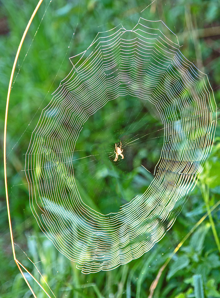 Spider's web design.