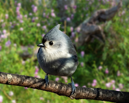 Titmouse In Spring