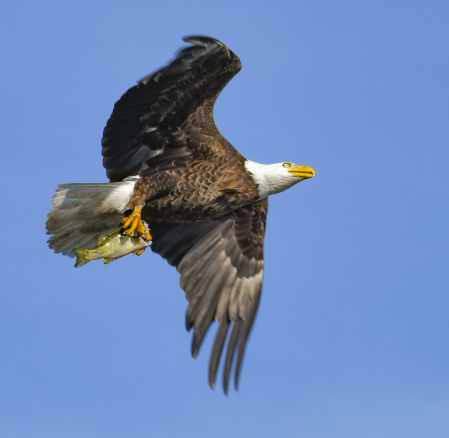 Bald Eagle with fish