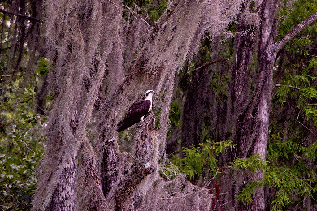 Osprey