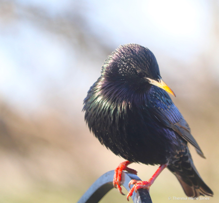 Starling