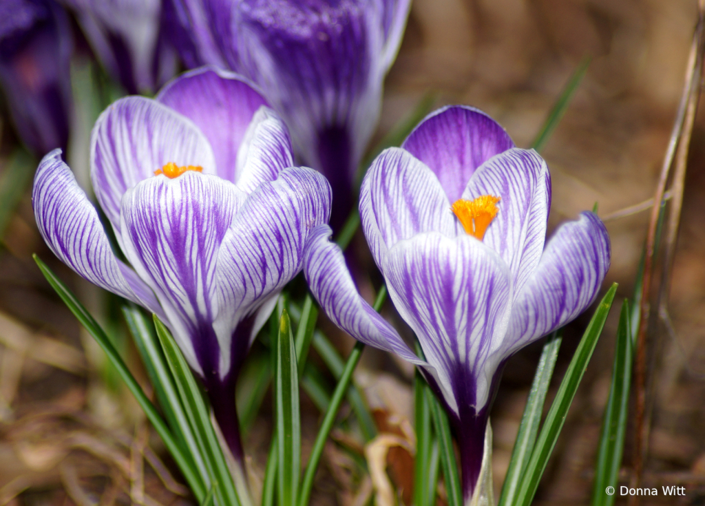 PURPLE CROCUS