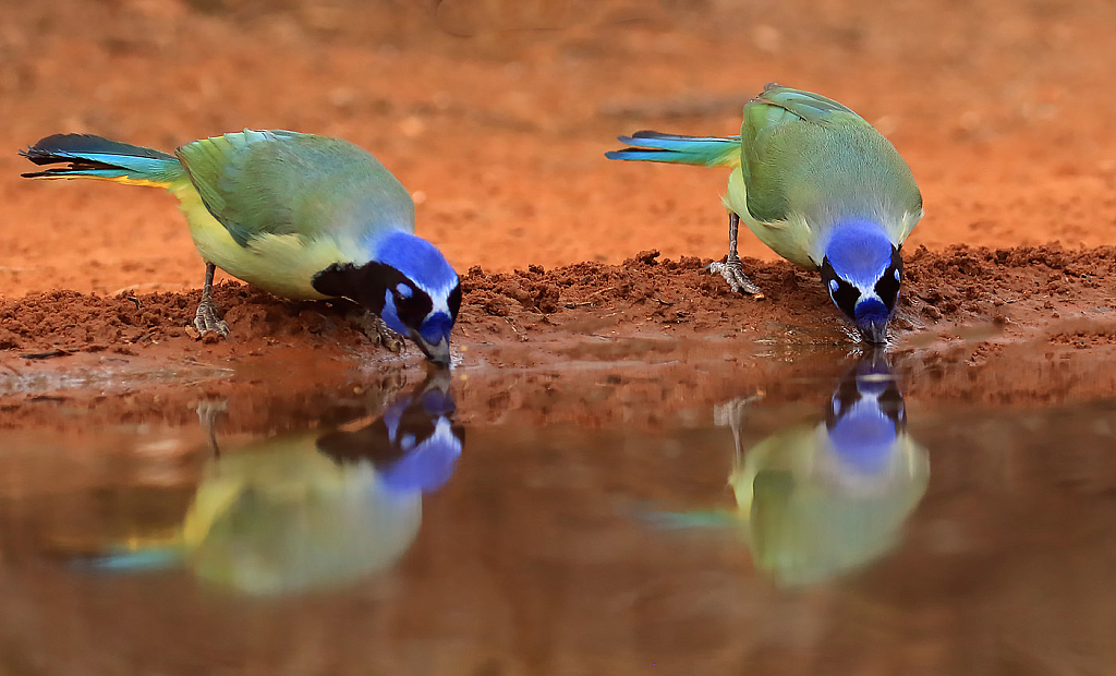 Two Green Jays Drinking
