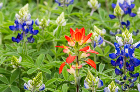 Indian Paintbrush