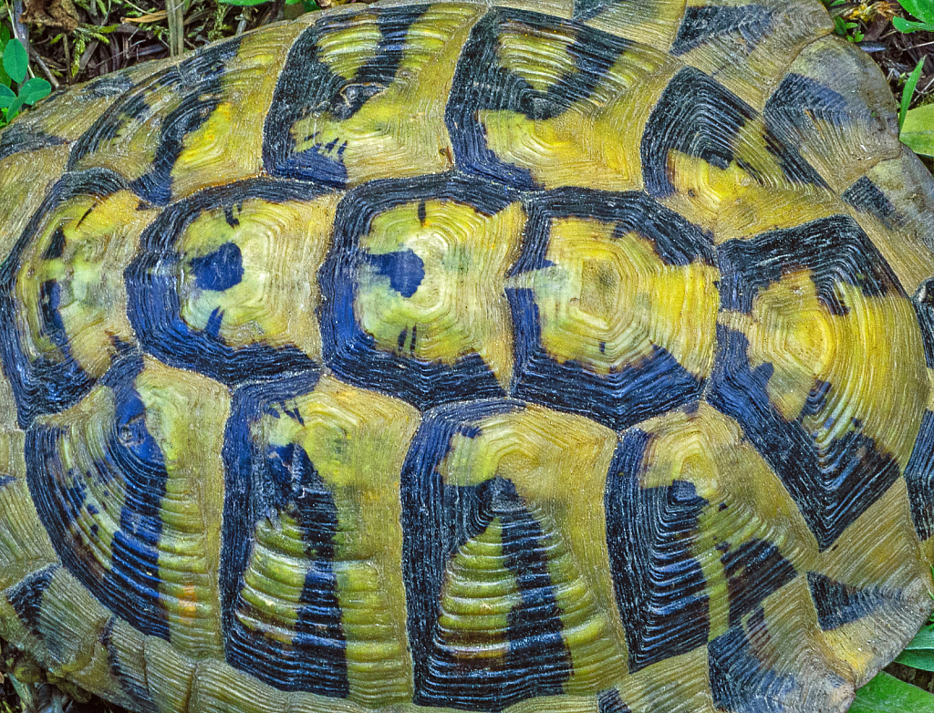 Turtle's shell patterns.