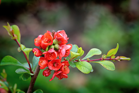 Colors of Spring